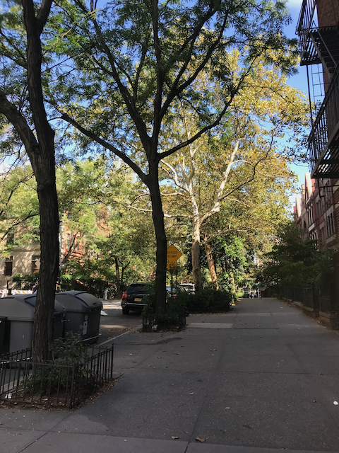 Leafy street