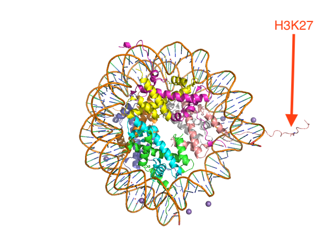 nucleosome